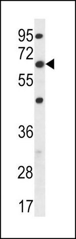 ANTI-FA83D (C-TERM) antibody produced in rabbit