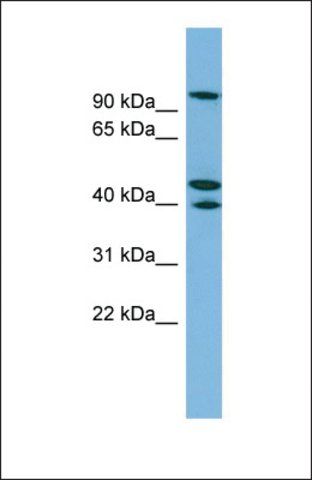 Anti-EXOC5, (N-terminal) antibody produced in rabbit