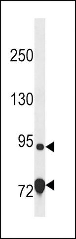 ANTI-EXD3 (CENTER) antibody produced in rabbit