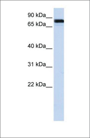 Anti-EWSR1 (ab1) antibody produced in rabbit