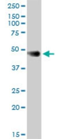 Anti-F3 antibody produced in mouse