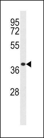 ANTI-EXTL2 (C-TERM) antibody produced in rabbit