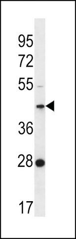 ANTI-F105A (CENTER) antibody produced in rabbit