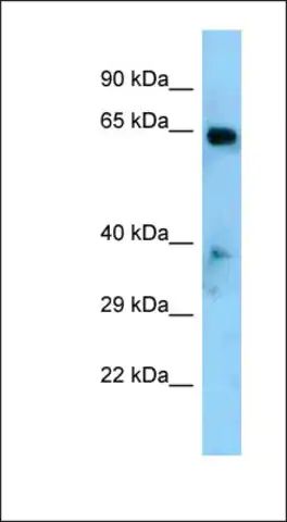 Anti-EYA1 antibody produced in rabbit