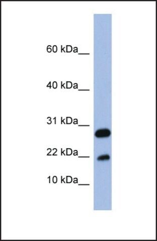 Anti-FABP4 antibody produced in rabbit