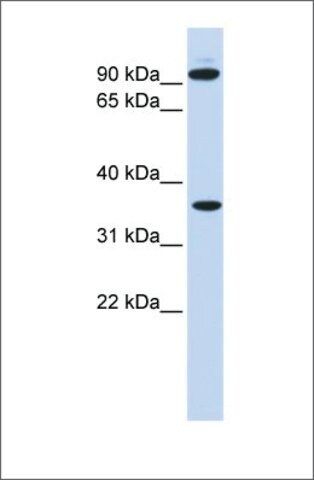 Anti-EXT2 antibody produced in rabbit