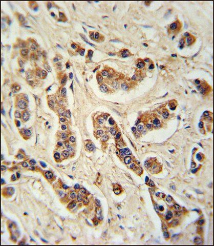 ANTI-FA20A (N-TERM) antibody produced in rabbit