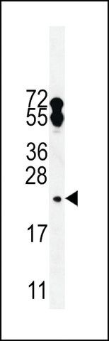 ANTI-FA96A (C-TERMINAL) antibody produced in rabbit