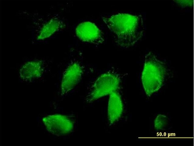 Anti-F2 antibody produced in mouse