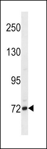 ANTI-FCRL5 (CENTER) antibody produced in rabbit