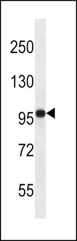 ANTI-FGD4 (N-TERM) antibody produced in rabbit