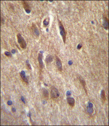 ANTI-FGF11 (N-TERM) antibody produced in rabbit