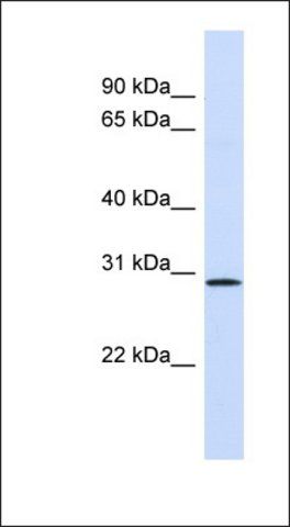 Anti-FGF14 antibody produced in rabbit