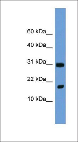 Anti-FGF1 antibody produced in rabbit