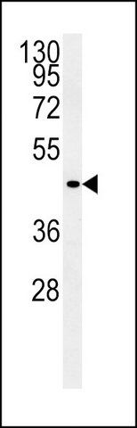 ANTI-FFAR3 (C-TERM) antibody produced in rabbit