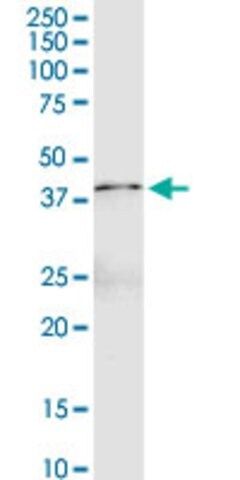 Anti-FGL1 antibody produced in rabbit