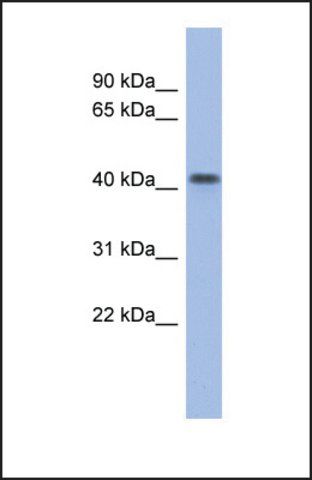 Anti-FIZ1 antibody produced in rabbit