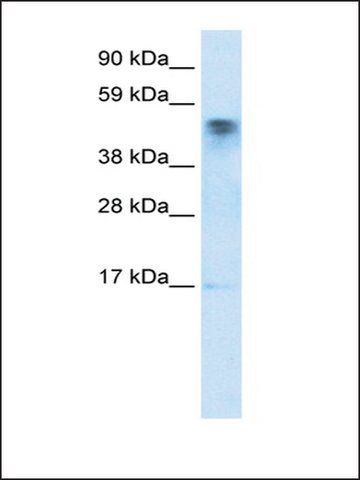 Anti-FLJ13798 antibody produced in rabbit