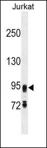 ANTI-FIG4 (C-TERM) antibody produced in rabbit