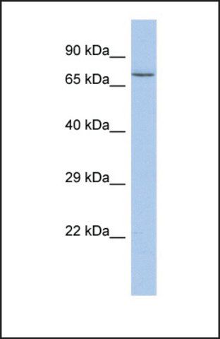 Anti-FLAD1, (N-terminal) antibody produced in rabbit