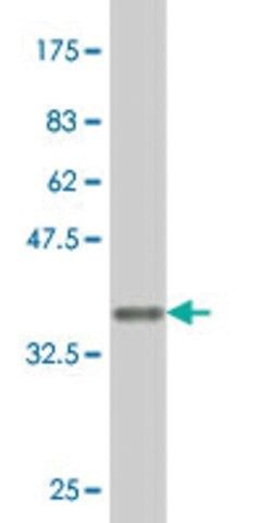 ANTI-FGFR1 antibody produced in mouse