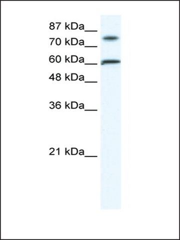 Anti-FLJ23436 (AB1) antibody produced in rabbit