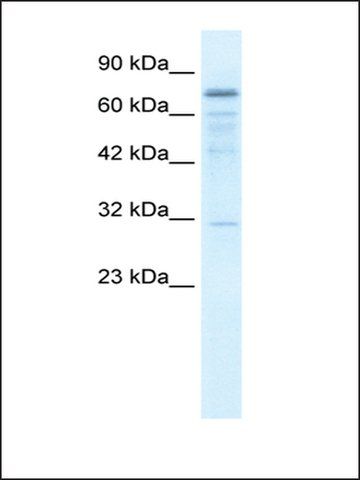 Anti-FLJ20244 antibody produced in rabbit