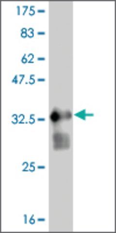 ANTI-FGFR1 antibody produced in mouse