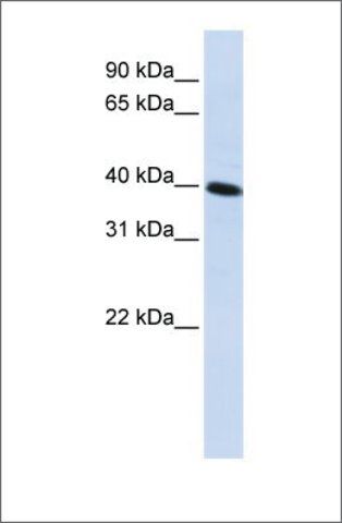 Anti-FLJ10769 antibody produced in rabbit