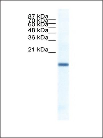 Anti-FERD3L antibody produced in rabbit