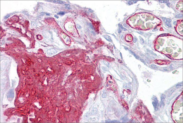 Anti-FGG antibody produced in rabbit