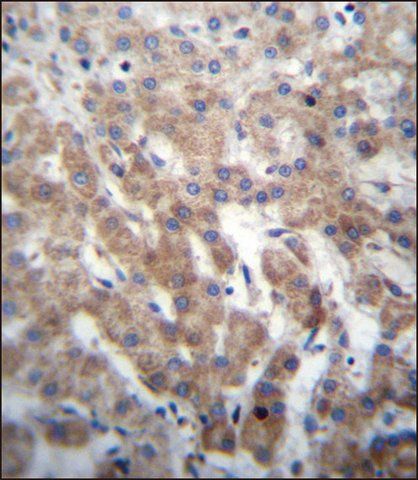 ANTI-FGFRL1 (N-TERM) antibody produced in rabbit