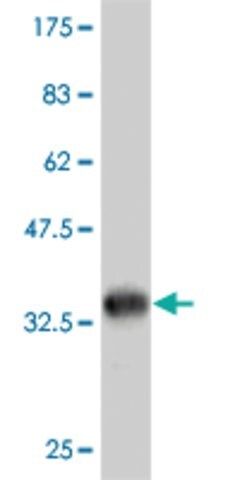 ANTI-FGFR1 antibody produced in mouse