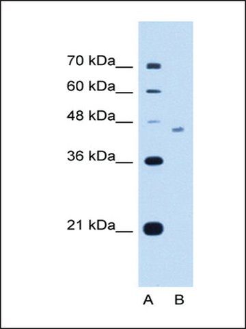 Anti-FICD antibody produced in rabbit