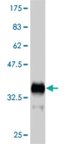 ANTI-FGFR1 antibody produced in mouse