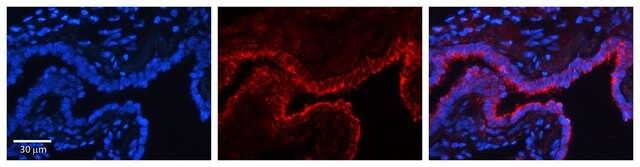 Anti-FLII antibody produced in rabbit