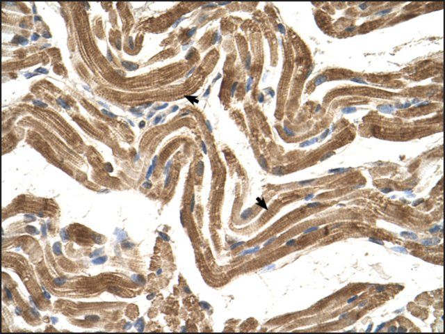 Anti-FICD antibody produced in rabbit