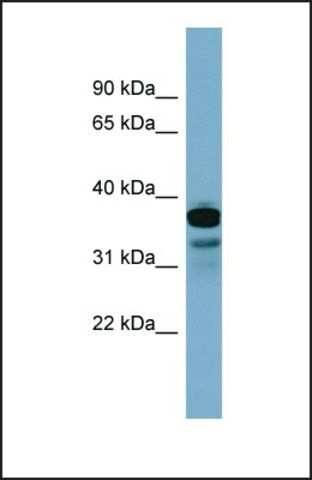 Anti-FLJ25791 antibody produced in rabbit