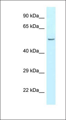 Anti-CPA5 antibody produced in rabbit