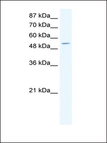 Anti-CPA1 antibody produced in rabbit