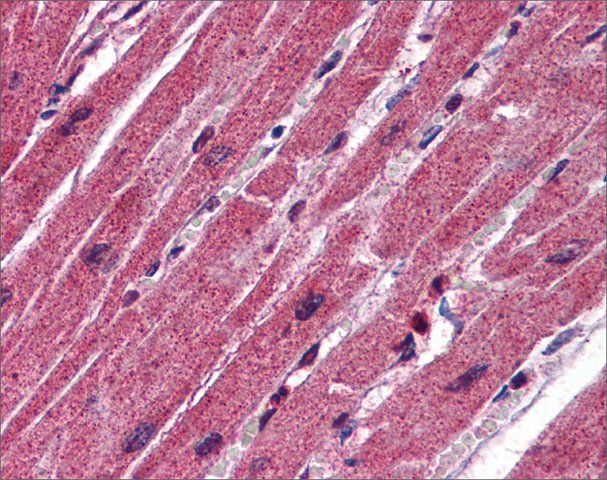 Anti-CPN1 antibody produced in rabbit