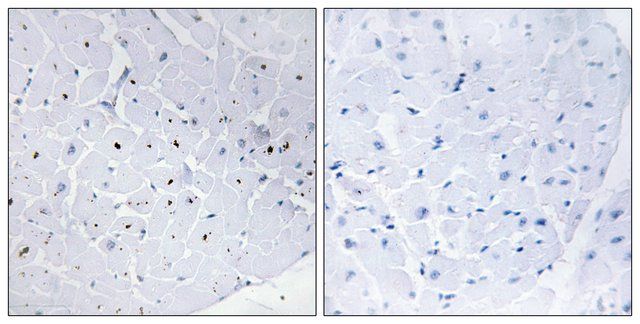 Anti-Cyclin E1 antibody produced in rabbit