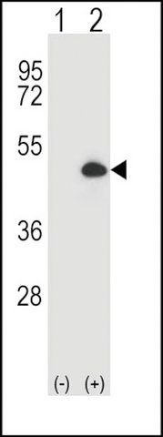 ANTI-CYP20A1 (CENTER) antibody produced in rabbit