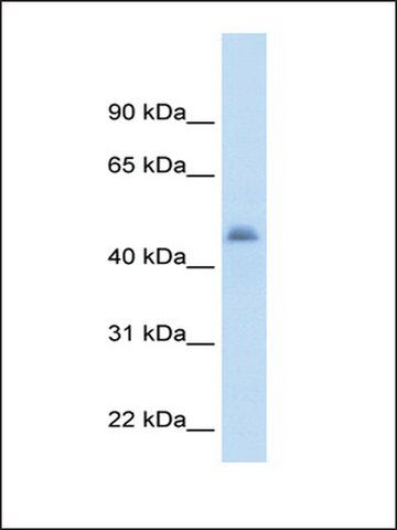 Anti-CYP3A7 antibody produced in rabbit