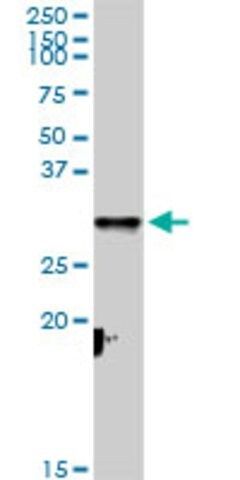 Anti-CYC1 antibody produced in rabbit