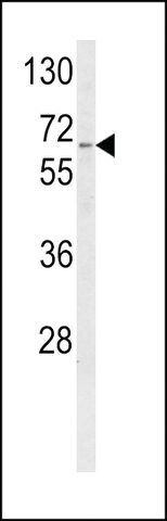 ANTI-CYP4F3(N-TERMINAL) antibody produced in rabbit