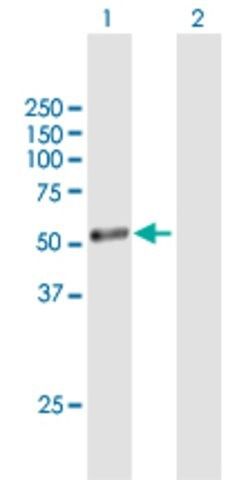 Anti-CYP1A1 antibody produced in mouse