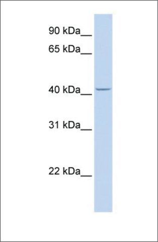 Anti-CYP4F12 (ab2) antibody produced in rabbit