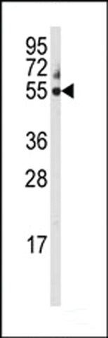 ANTI-CYP3A5(C-TERMINAL) antibody produced in rabbit