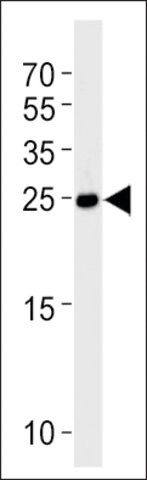 ANTI-DANRE DUSP22A(C-TERMINAL) antibody produced in rabbit